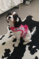 Cavalier King Charles Spaniel Puppies for sale in Hernando County, FL, USA. price: NA