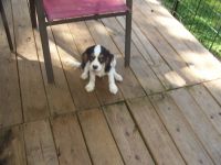 Cavalier King Charles Spaniel Puppies for sale in Austin, TX 78753, USA. price: NA