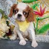 Cavalier King Charles Spaniel Puppies for sale in Milford, PA 18337, USA. price: NA