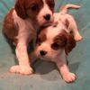Cavalier King Charles Spaniel Puppies for sale in Houston, TX 77092, USA. price: NA
