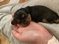 Cavalier King Charles Spaniel Puppies for sale in Boise, ID, USA. price: NA
