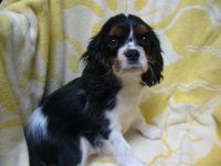 Cavalier King Charles Spaniel Puppies for sale in Sacramento, CA, USA. price: NA