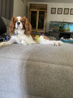 Cavalier King Charles Spaniel Puppies for sale in Kissimmee, FL, USA. price: NA