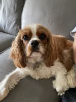Cavalier King Charles Spaniel Puppies for sale in Evans, GA, USA. price: NA