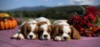 Cavalier King Charles Spaniel Puppies for sale in Raphine, VA 24472, USA. price: NA