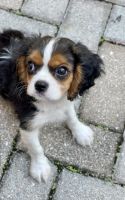 Cavalier King Charles Spaniel Puppies for sale in Oviedo, FL, USA. price: NA