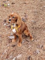 Cavalier King Charles Spaniel Puppies for sale in Atlanta, GA, USA. price: NA