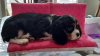 Cavalier King Charles Spaniel Puppies for sale in St Ignatius, MT 59865, USA. price: NA