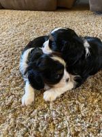 Cavalier King Charles Spaniel Puppies for sale in Mt Pleasant, IA 52641, USA. price: NA