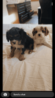 Cavalier King Charles Spaniel Puppies for sale in Mishicot, WI, USA. price: NA