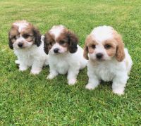 Cavalier King Charles Spaniel Puppies for sale in Los Angeles, CA, USA. price: NA