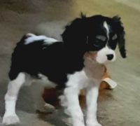 Cavalier King Charles Spaniel Puppies for sale in Commerce, TX 75428, USA. price: NA