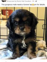 Cavalier King Charles Spaniel Puppies for sale in Grove, OK 74344, USA. price: NA
