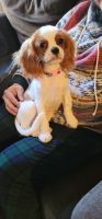Cavalier King Charles Spaniel Puppies for sale in Waterbury, CT, USA. price: NA