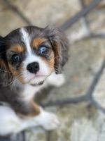 Cavalier King Charles Spaniel Puppies for sale in Cooper City, FL, USA. price: NA