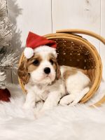 Cavalier King Charles Spaniel Puppies for sale in Millersburg, OH 44654, USA. price: NA