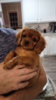 Cavalier King Charles Spaniel Puppies for sale in Cumming, GA, USA. price: NA