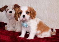 Cavalier King Charles Spaniel Puppies for sale in 2071 PA-210, Punxsutawney, PA 15767, USA. price: NA