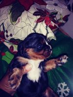 Cavalier King Charles Spaniel Puppies for sale in Detroit, MI, USA. price: NA
