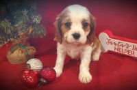 Cavalier King Charles Spaniel Puppies for sale in Chillicothe, MO 64601, USA. price: NA