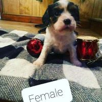 Cavalier King Charles Spaniel Puppies for sale in Painted Post, NY, USA. price: NA