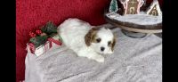 Cavalier King Charles Spaniel Puppies for sale in Nappanee, IN 46550, USA. price: NA