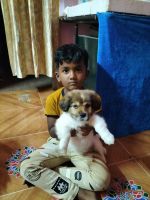 Cavalier King Charles Spaniel Puppies for sale in Viveka Nagar, Bengaluru, Karnataka 560047, India. price: 30 INR