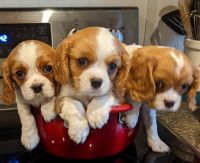 Cavalier King Charles Spaniel Puppies for sale in Waynesville, MO 65583, USA. price: NA