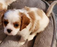 Cavalier King Charles Spaniel Puppies for sale in Blair, OK 73526, USA. price: NA