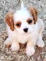 Cavalier King Charles Spaniel Puppies for sale in Blair, OK 73526, USA. price: NA
