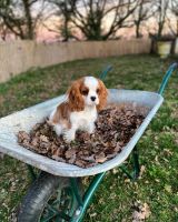Cavalier King Charles Spaniel Puppies for sale in 203 US-1, Norlina, NC 27563, USA. price: NA