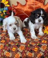 Cavalier King Charles Spaniel Puppies for sale in DODGERTOWN, CA 90090, USA. price: NA