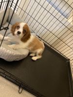 Cavalier King Charles Spaniel Puppies for sale in New Berlin, WI, USA. price: NA