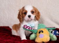 Cavalier King Charles Spaniel Puppies for sale in Middletown, CT 06457, USA. price: NA