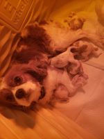 Cavalier King Charles Spaniel Puppies for sale in Charles City, IA 50616, USA. price: NA