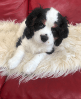 Cavalier King Charles Spaniel Puppies for sale in Aurora, CO 80013, USA. price: NA