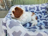Cavalier King Charles Spaniel Puppies for sale in Temecula, CA, USA. price: NA