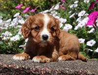 Cavalier King Charles Spaniel Puppies for sale in Los Angeles, CA 90014, USA. price: NA