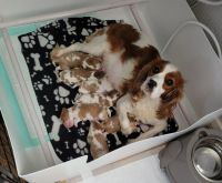Cavalier King Charles Spaniel Puppies for sale in St. Louis, MO 63101, USA. price: NA