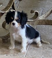 Cavalier King Charles Spaniel Puppies for sale in Cocoa, FL, USA. price: NA
