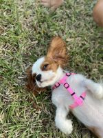 Cavalier King Charles Spaniel Puppies for sale in Pembroke Pines, FL, USA. price: NA