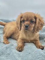 Cavalier King Charles Spaniel Puppies for sale in Sevier County, TN, USA. price: NA