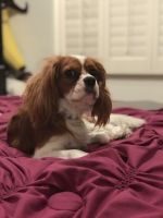 Cavalier King Charles Spaniel Puppies for sale in Scottsdale, AZ, USA. price: NA