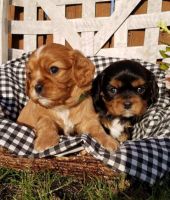 Cavalier King Charles Spaniel Puppies for sale in Aberdeen, SD 57401, USA. price: NA
