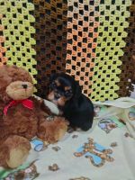 Cavalier King Charles Spaniel Puppies for sale in Cedar Point, KS 66843, USA. price: NA