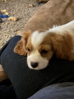 Cavalier King Charles Spaniel Puppies for sale in Lorain, OH, USA. price: NA