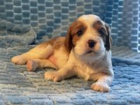 Cavalier King Charles Spaniel Puppies for sale in Las Vegas, NV 89128, USA. price: NA