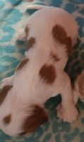 Cavalier King Charles Spaniel Puppies for sale in Watsontown, PA, USA. price: NA
