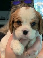 Cavalier King Charles Spaniel Puppies for sale in Fredericksburg, VA 22401, USA. price: NA