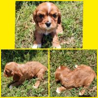 Cavalier King Charles Spaniel Puppies for sale in Columbus, KS 66725, USA. price: NA